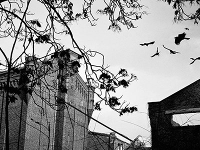 Black and white photo of birds flying around a building. 